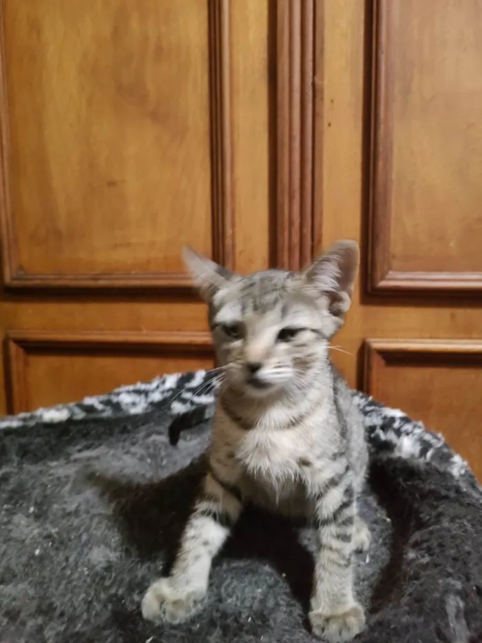 Gato ra a Srd idade 2 a 6 meses nome Rafa