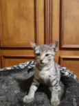 Rafa