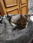 Rafa
