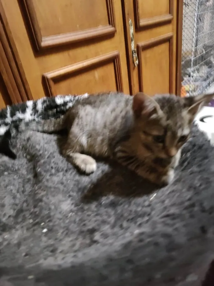 Gato ra a Srd idade 2 a 6 meses nome Rafa