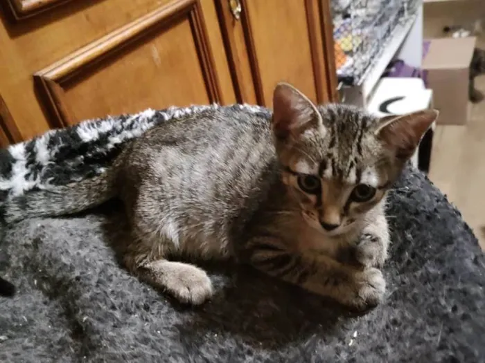 Gato ra a Srd idade 2 a 6 meses nome Rafa
