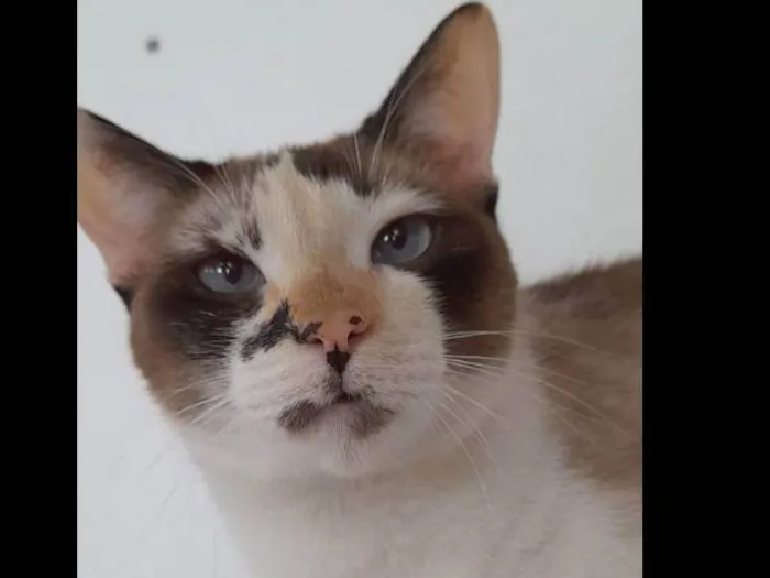Gato ra a Srd idade 2 anos nome Clarinha