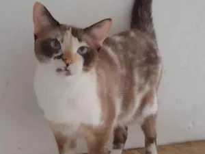 Gato raça Srd idade 2 anos nome Clarinha