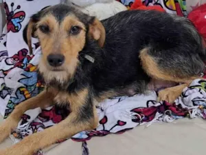 Cachorro raça SRD-ViraLata idade 3 anos nome Odara