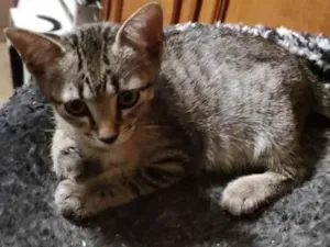 Gato raça Srd idade 2 a 6 meses nome Rafa