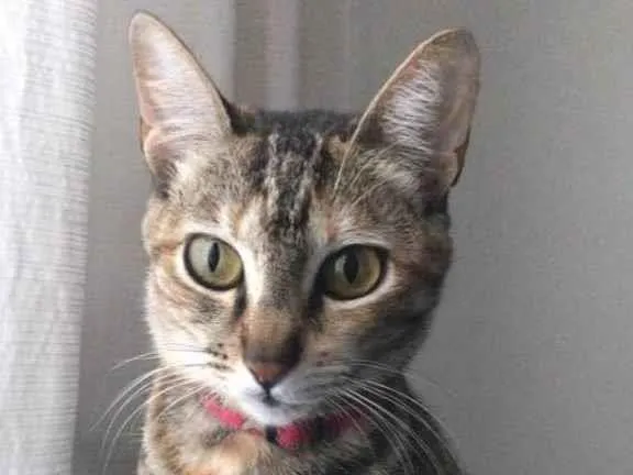 Gato raça SRD-ViraLata idade 2 anos nome Diana