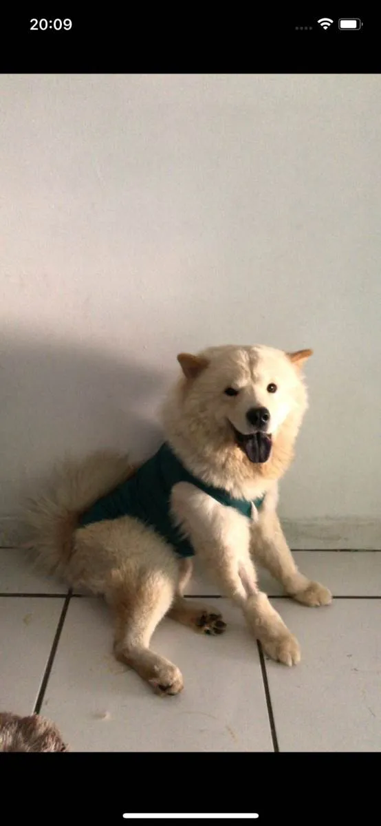 Cachorro ra a Chow Chow idade 4 anos nome SAN