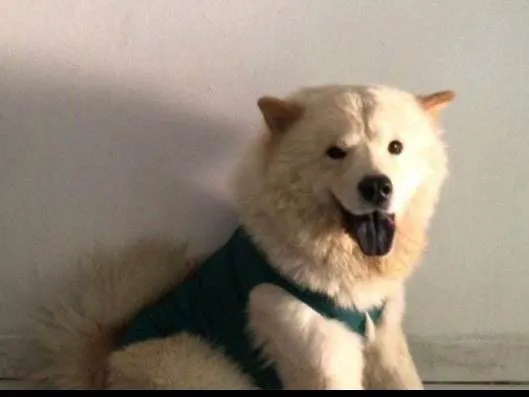 Cachorro ra a Chow Chow idade 4 anos nome SAN