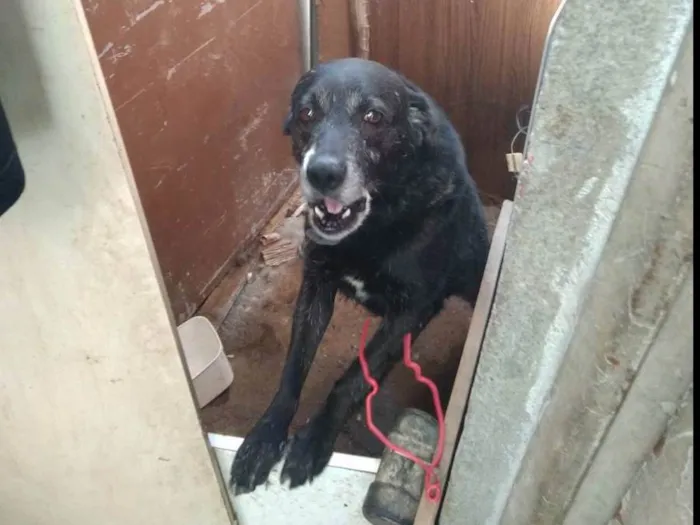 Cachorro ra a SRD-ViraLata idade 6 ou mais anos nome Bethoven