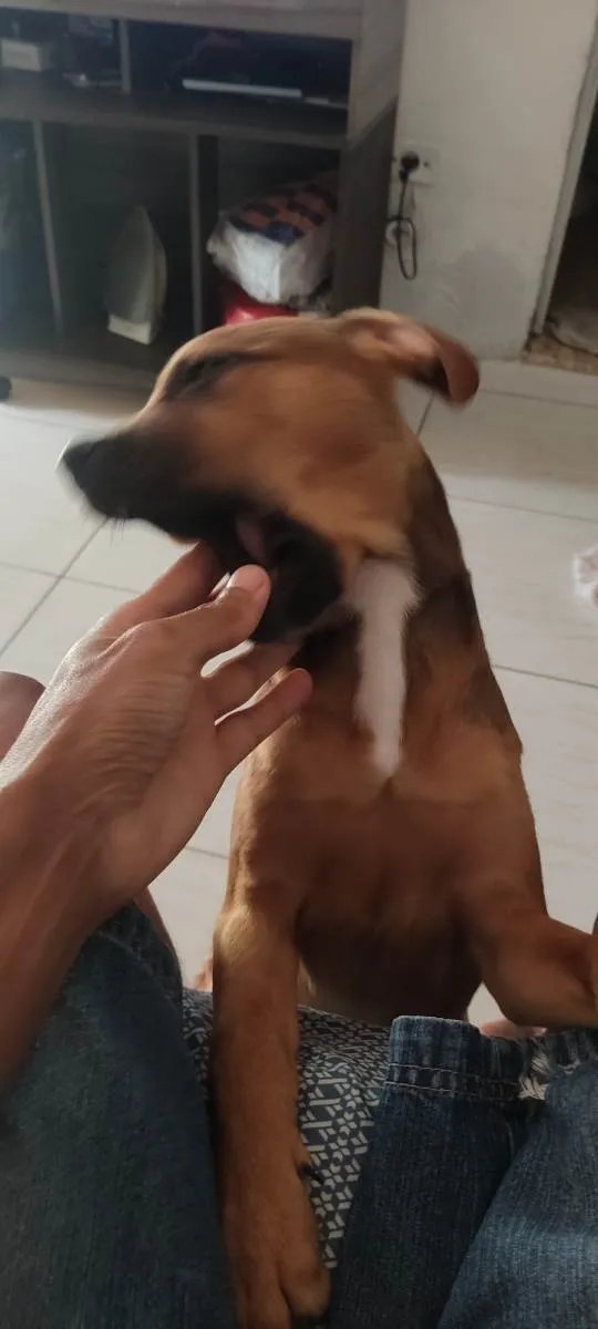 Cachorro ra a Bulldog mestiça  idade 2 a 6 meses nome Hdhejekdk
