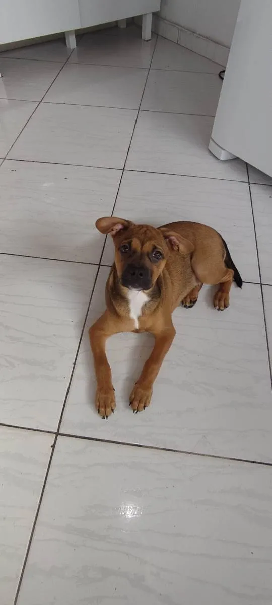 Cachorro ra a Bulldog mestiça  idade 2 a 6 meses nome Hdhejekdk