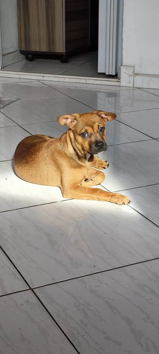 Cachorro ra a Bulldog mestiça  idade 2 a 6 meses nome Hdhejekdk
