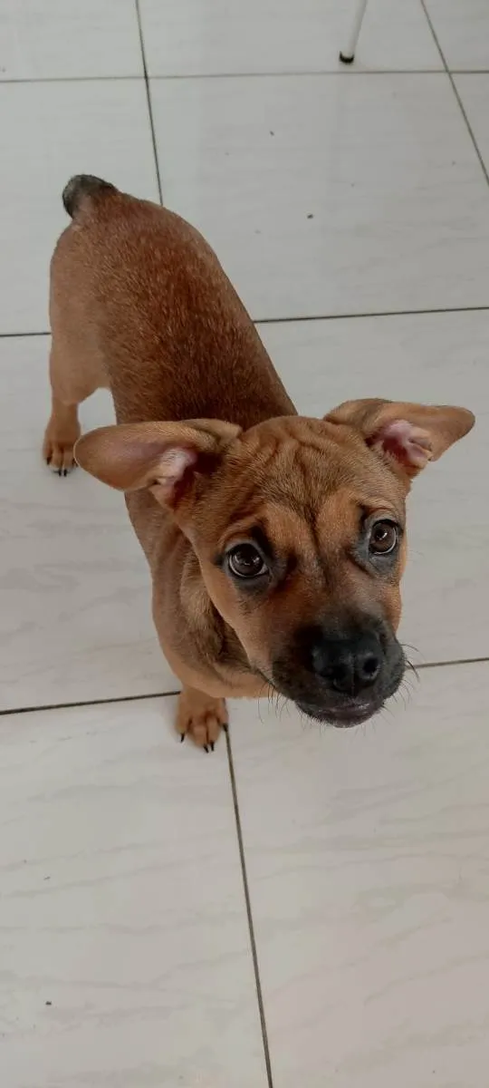 Cachorro ra a Bulldog mestiça  idade 2 a 6 meses nome Hdhejekdk