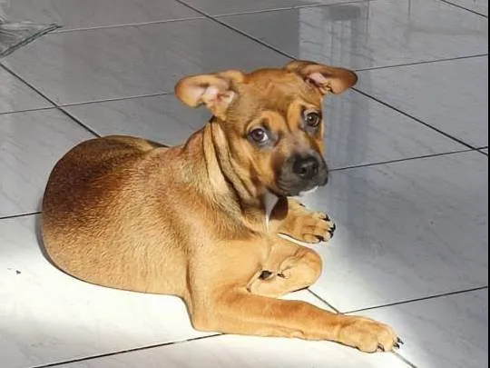 Cachorro ra a Bulldog mestiça  idade 2 a 6 meses nome Hdhejekdk