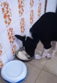 Cachorro raça Border collie idade 2 a 6 meses nome Pipoca