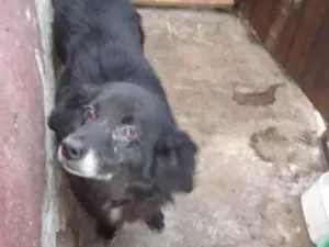 Cachorro raça SRD-ViraLata idade 6 ou mais anos nome Bob 