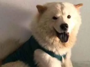 Cachorro ra a Chow Chow idade 4 anos nome SAN