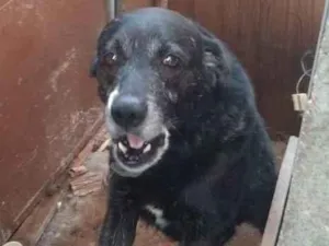 Cachorro raça SRD-ViraLata idade 6 ou mais anos nome Bethoven