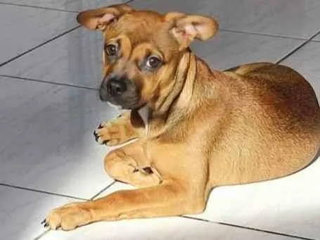 Cachorro ra a Bulldog mestiça  idade 2 a 6 meses nome Hdhejekdk