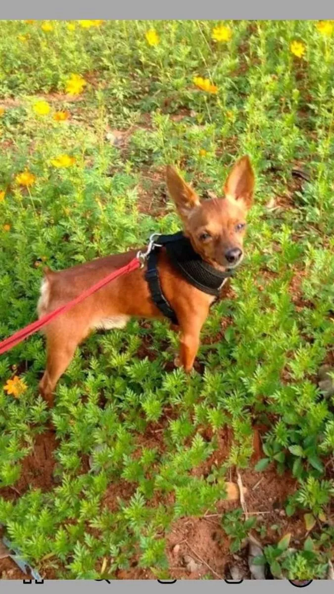 Cachorro ra a Pinscher idade 6 ou mais anos nome Tico/Ze