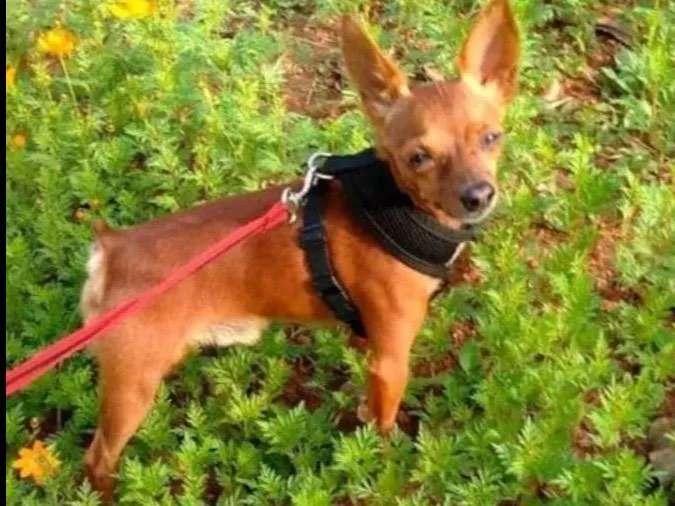 Cachorro ra a Pinscher idade 6 ou mais anos nome Tico/Ze