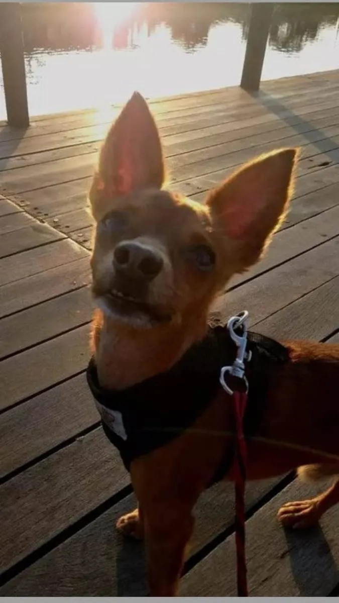 Cachorro ra a Pinscher idade 6 ou mais anos nome Tico/Ze