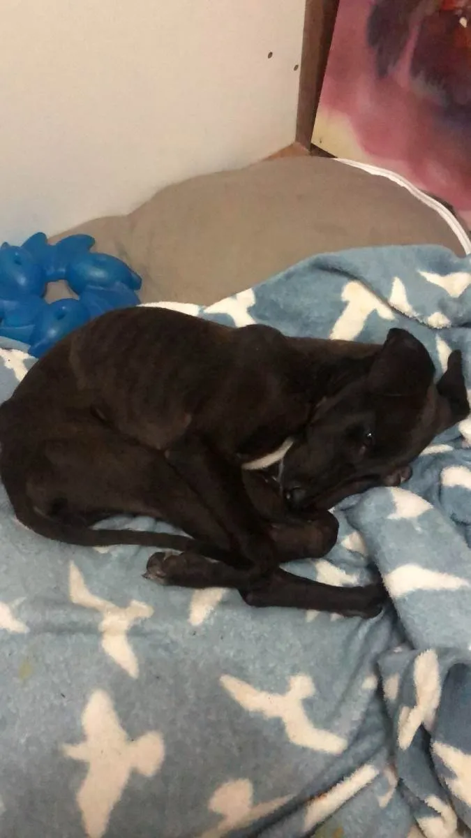Cachorro ra a SRD-ViraLata idade 2 a 6 meses nome MAYA
