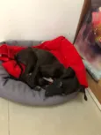 MAYA