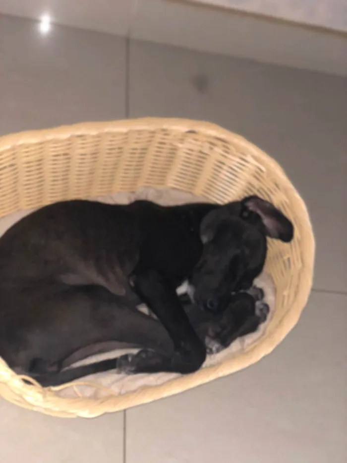 Cachorro ra a SRD-ViraLata idade 2 a 6 meses nome MAYA