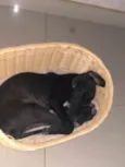 MAYA