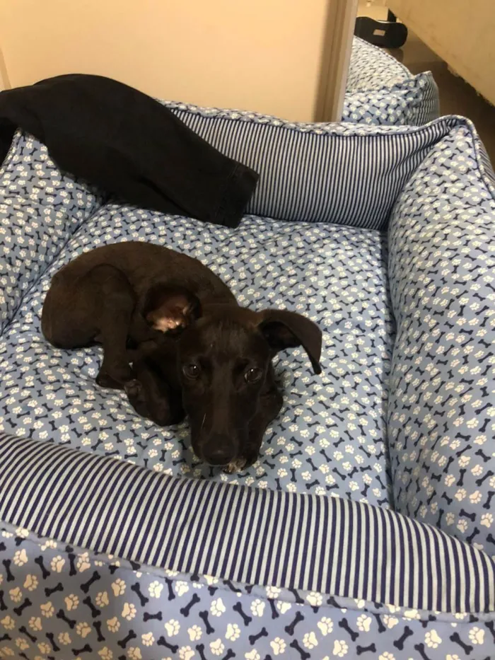 Cachorro ra a SRD-ViraLata idade 2 a 6 meses nome MAYA