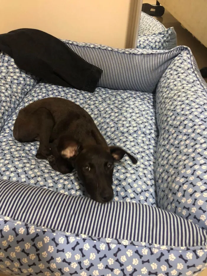 Cachorro ra a SRD-ViraLata idade 2 a 6 meses nome MAYA