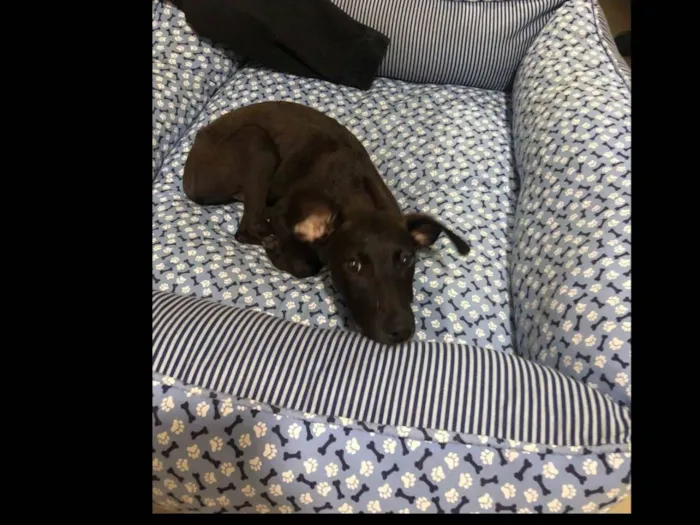Cachorro ra a SRD-ViraLata idade 2 a 6 meses nome MAYA