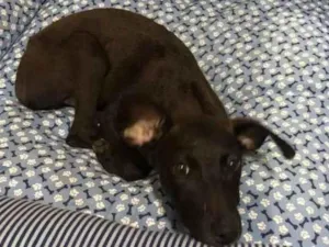 Cachorro raça SRD-ViraLata idade 2 a 6 meses nome MAYA