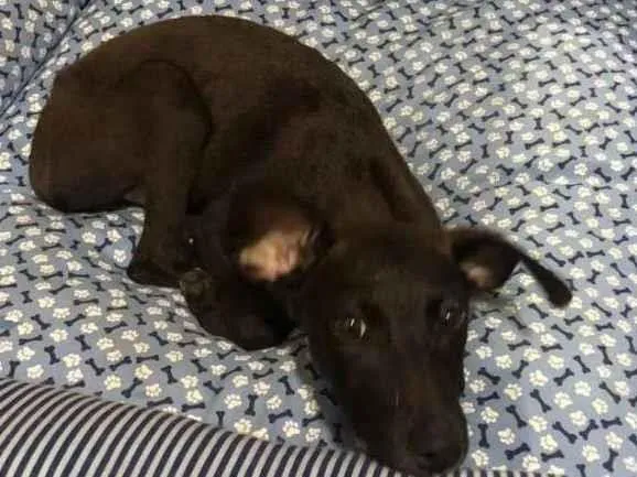 Cachorro ra a SRD-ViraLata idade 2 a 6 meses nome MAYA