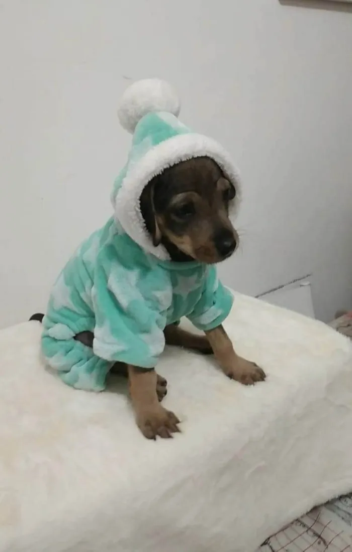 Cachorro raça SRD-ViraLata idade 2 a 6 meses nome Baby