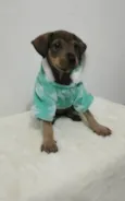 Cachorro raça SRD-ViraLata idade 2 a 6 meses nome Baby