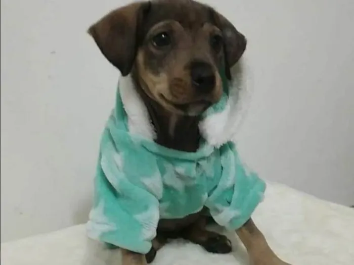 Cachorro raça SRD-ViraLata idade 2 a 6 meses nome Baby