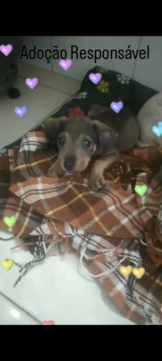 Cachorro raça SRD-ViraLata idade 2 a 6 meses nome Baby