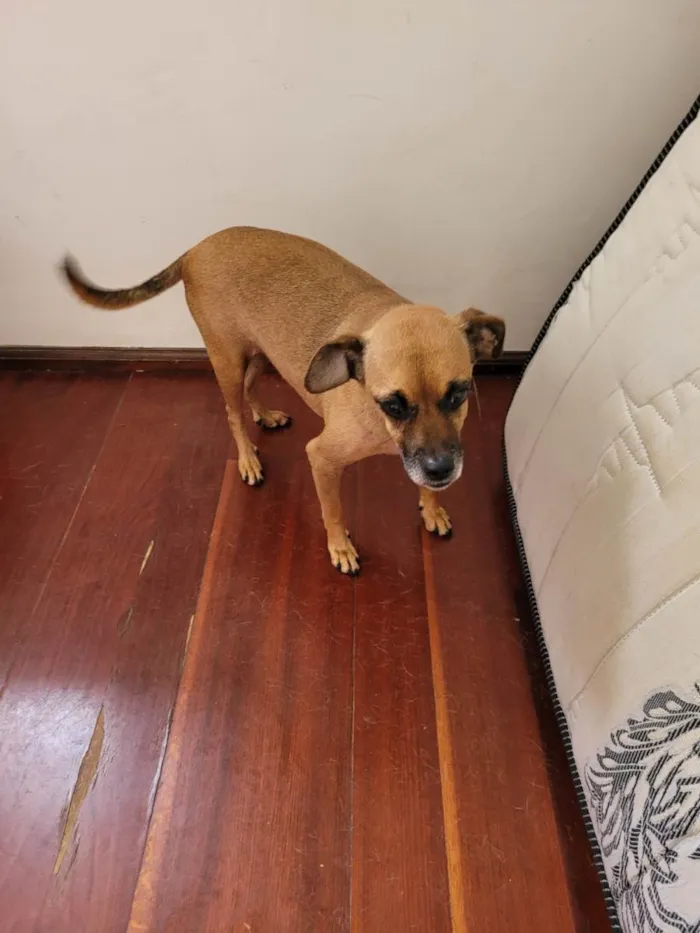 Cachorro ra a SRD-ViraLata idade 6 ou mais anos nome Mag