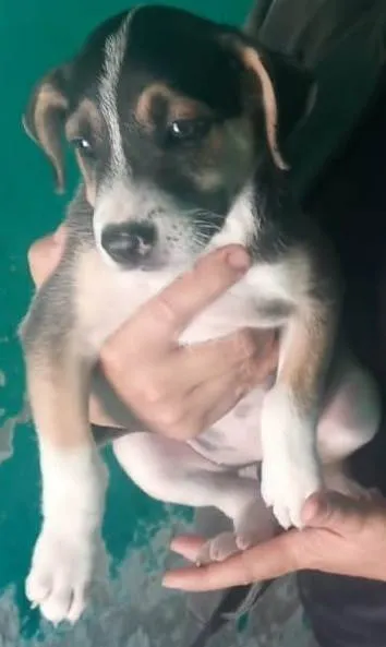 Cachorro raça Srd idade 2 a 6 meses nome Kayla