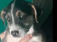 Cachorro raça Srd idade 2 a 6 meses nome Kayla