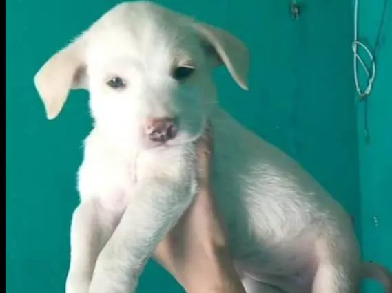 Cachorro raça Srd idade 2 a 6 meses nome Leila