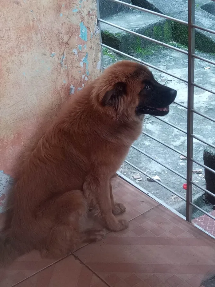 Cachorro ra a SRD-ViraLata idade 1 ano nome Thor