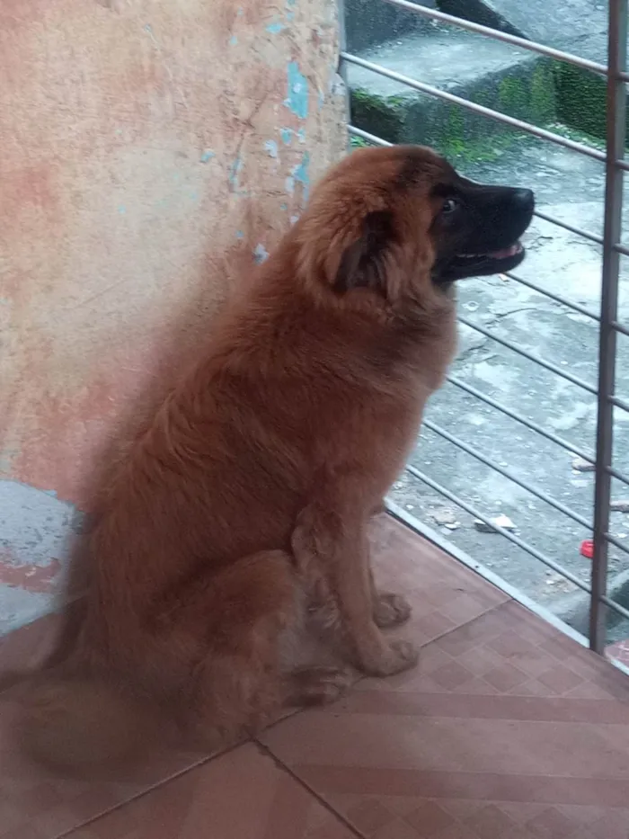 Cachorro ra a SRD-ViraLata idade 1 ano nome Thor