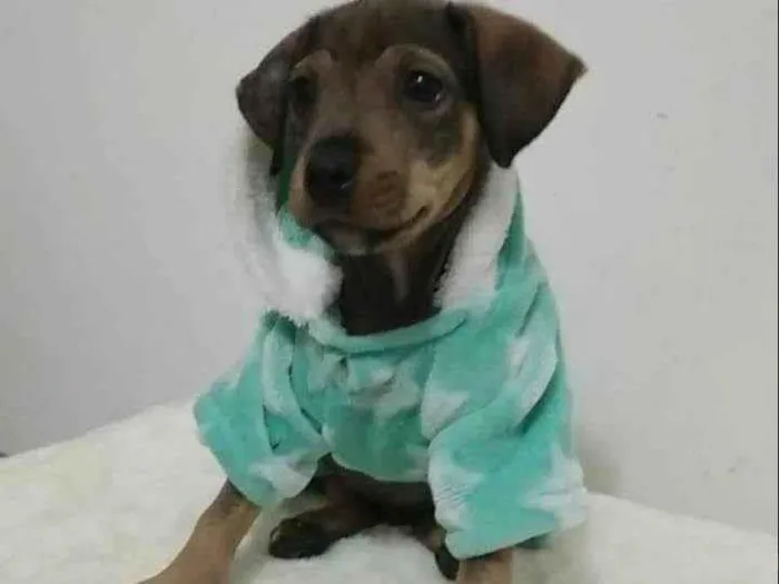 Cachorro raça SRD-ViraLata idade 2 a 6 meses nome Baby