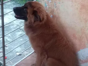 Cachorro raça SRD-ViraLata idade 1 ano nome Thor