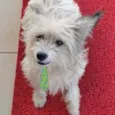 Chico 