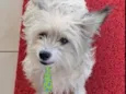 Chico 