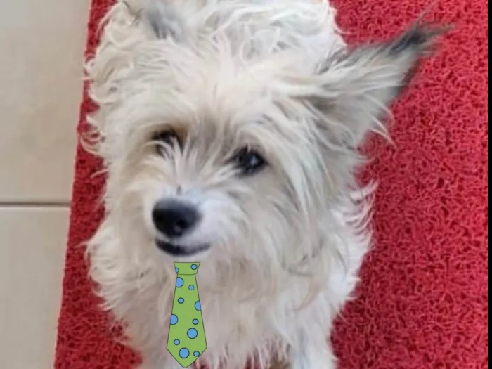 Cachorro ra a Mestico  idade 7 a 11 meses nome Chico 